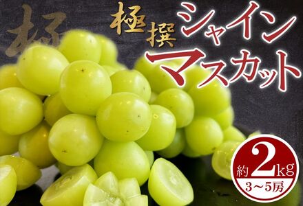 【極撰】シャインマスカット 約2kg（3～5房）ｼｬｲﾝﾏｽｶｯﾄｼｬｲﾝﾏｽｶｯﾄｼｬｲﾝﾏｽｶｯﾄｼｬｲﾝﾏｽｶｯﾄｼｬｲﾝﾏｽｶｯﾄ