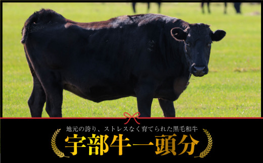 
【数量限定】宇部牛　一頭分　黒毛和牛　Ａ５ランク　冷蔵　約300kg　”シャトーブリアンから牛タン、ホルモンまで、食べてみっちゃ、おいしいけえ”
