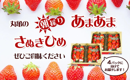 いちご 朝採り さぬきひめ 1kg いちご 苺 苺 配送：2026年1月～