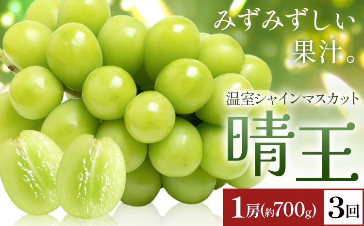 【2026年発送先行予約】シャインマスカット 温室 晴王 1房(約700g) 3回お届け シャイン マスカット《2026年7月中旬-9月中旬頃出荷》晴レ乃青果　(岡山中央卸売市場店(富士紙工 有限会社)) 送料無料 岡山県 浅口市 フルーツ 果物 岡山県産【配送不可地域あり】