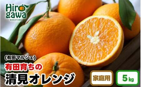 【先行予約】 【産地直送】 有田 育ちの ご家庭用 完熟 清見 オレンジ 5kg+100g(補償分) / みかん 甘い オレンジ フルーツ 果物 有田 和歌山 ※2026年2月下旬～2026年3月下旬に順次発送 ※北海道・沖縄・離島への配送不可【ard011-c-5A】