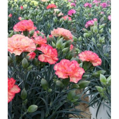 ふるさと納税 柴田町 柴田ポットカーネーションポット(複色系) |  | 01