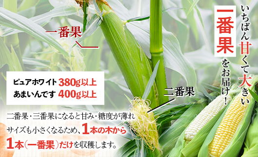 北海道産 とうもろこし令和8年発送 あまいんです10本 朝採れ 一番果 産地直送 数量限定 期間限定
