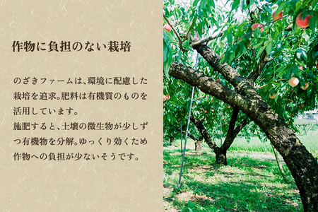 【2026年先行予約】新潟県産 桃 3kg（9～12玉）《7月下旬～順次出荷》