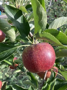 【2026年先行予約】太陽の恵みたっぷり りんご 秋映 3kg ｜ りんご