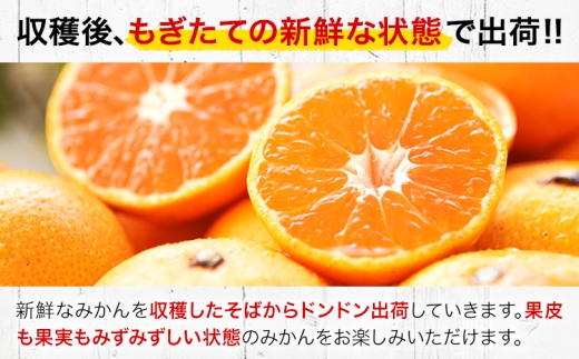 先行予約 小玉みかん 8kg 旬 みかん《9月下旬-12月下旬頃出荷》熊本県 南関町 ご家庭用 熊本県産 S-3Sサイズ フルーツ 柑橘 温州みかん 早生 中生 晩生 ジュース ゼリー 訳あり 小玉 