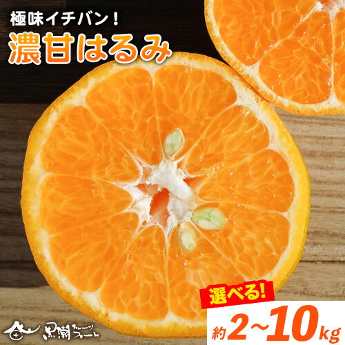 【ふるさと納税】極味イチバン！濃甘はるみ 選べる内容量 約2kg 約3kg 約5kg 約10kg※重量には箱の重量も含まれております※ 黒潮フルーツファーム【先行予約】《2026年2月中旬-3月末頃出荷》和歌山県 紀の川市 はるみ 果物 フルーツ 柑橘 みかん ミカン 旬
