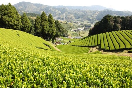 あさつゆ(煎茶)2本入【お茶 香り 深蒸し茶 ブレンド茶 さっぱり 水色(すいしょく) 味わい】 Z2-F002001