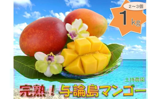 「2025夏発送」★厳選★ 完熟 与論島マンゴー １kg（2～3個）【数量限定】【産地直送】【先行予約】