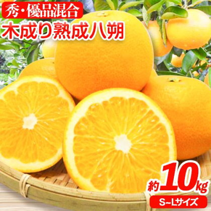 【ふるさと納税】【産直】和歌山由良町産の木成り熟成 八朔 約 10kg（S〜Lサイズ）厳選館 《2026年3月中旬-5月中旬頃出荷》和歌山県 日高川町 柑橘 八朔 熟成