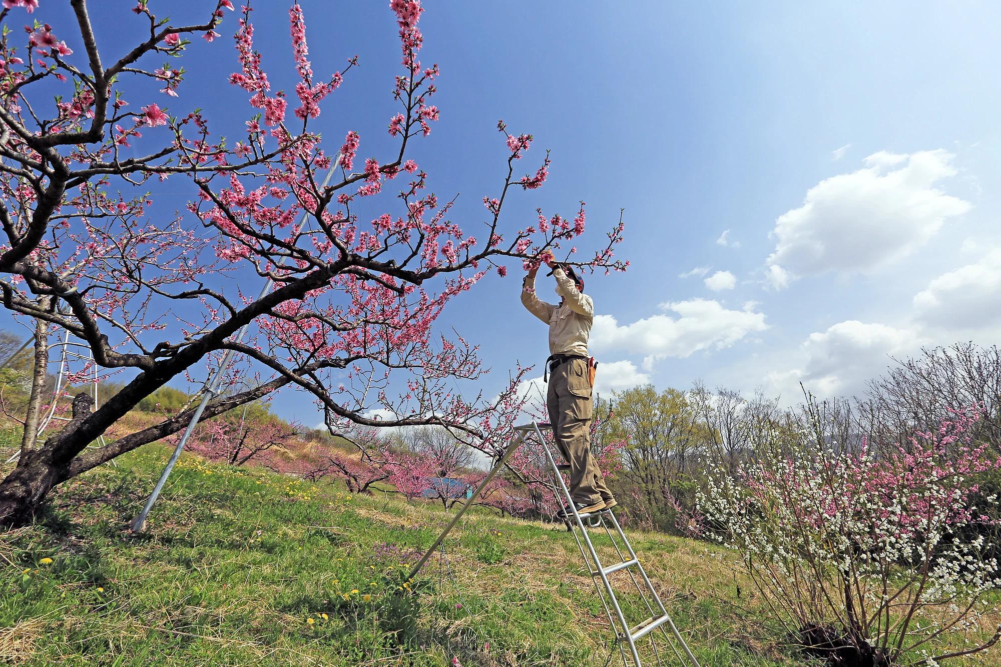 山梨県中央市産 桃 約1.8kg ( 5～8玉 )