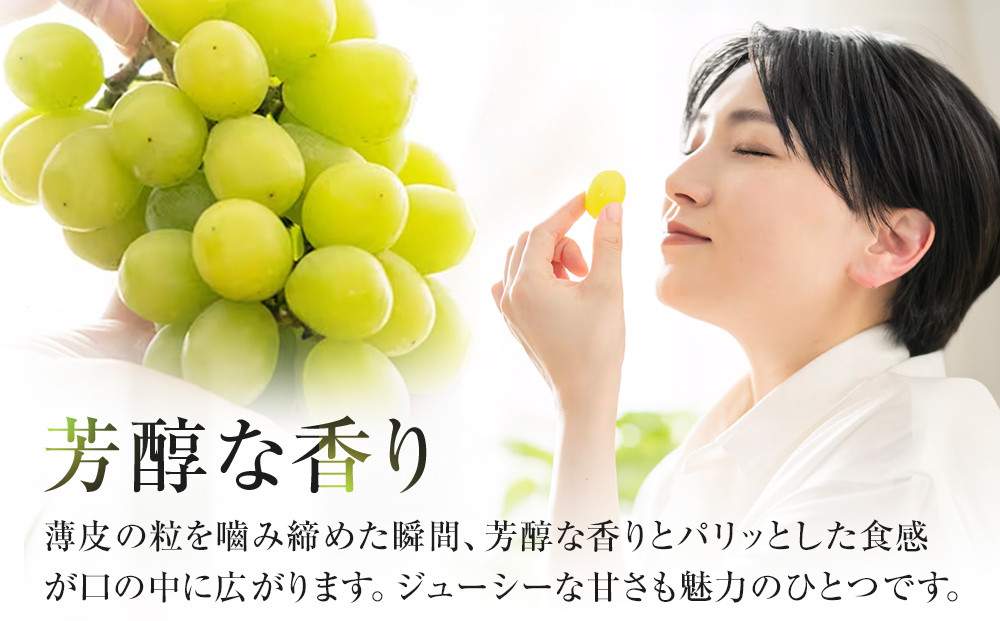 542.【先行予約】オアシス・プレミアム・シャイン 2kg（鳥取砂丘地栽培） ｜ シャインマスカット 葡萄 ぶどう 産地直送 フルーツ 果物 甘い 人気 ※2025年8月下旬頃～10月下旬頃に順次発送