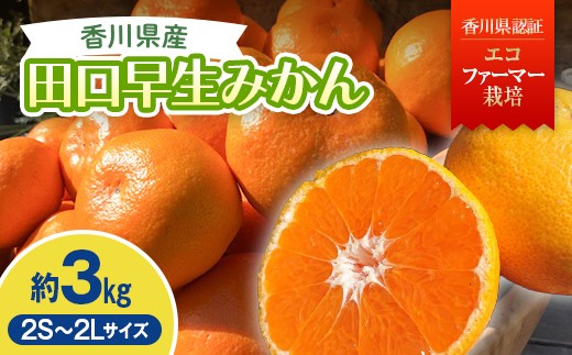 2026年秋よりお届け 農園直送 田口早生みかん　約3kg 果物類 柑橘類 フルーツ FAH-0183