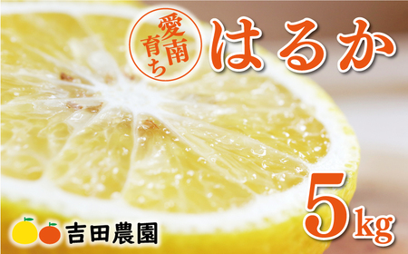 はるか 5kg みかん フルーツ みかん 果物 くだもの 柑橘 オレンジ