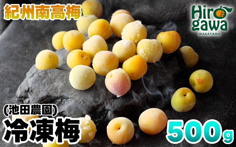 冷凍 梅 500g 家庭用 / 南高梅 訳あり 黄梅 完熟梅 梅ジュース 梅酒 和歌山 ※6月より順次発送 ※北海道・沖縄・離島への配送不可 【ikd510-c-0d5】