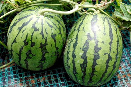 【先行予約】みんな大好き！甘～ぃ！シャリ美味！！京丹後産小玉スイカ！！1玉（ひとりじめ、姫甘泉、ひめまくら、砂丘たまごから1種類）（2026年7月上旬～発送）