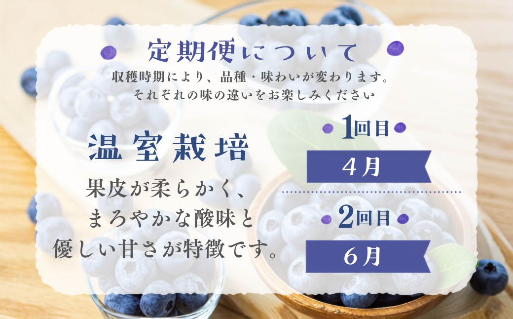 完熟　ブルーベリー　500g　2回定期便