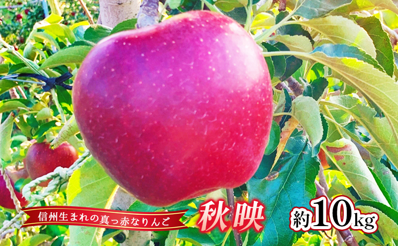 
                  【2026年産】 りんご 秋映 約10kg 林檎 リンゴ 10kg 果物 くだもの フルーツ デザート 旬の果物 旬のフルーツ 長野県 長野 [№5312-0804]
                
