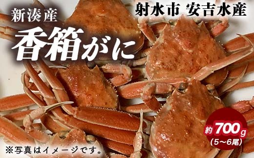
                  香箱がに 5～6尾（計約700g）【安吉水産】｜ずわい蟹 ずわいガニ ズワイガニ 本ズワイガニ 本ずわいがに カニ 蟹 かに かにしゃぶ カニしゃぶ 蟹しゃぶ かに鍋 カニ鍋 蟹鍋 かに味噌 カニ味噌 かにみそ 魚貝類 魚介類 ボイル 国産 富山 富山湾 北陸 富山カニ 北陸カニ 富山かに 北陸かに 富山蟹 北陸蟹 
                
