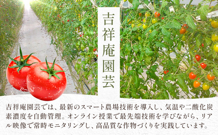 トマト 華こまち フルーツトマト 200g×4パック《11月上旬-6月上旬頃出荷予定》 