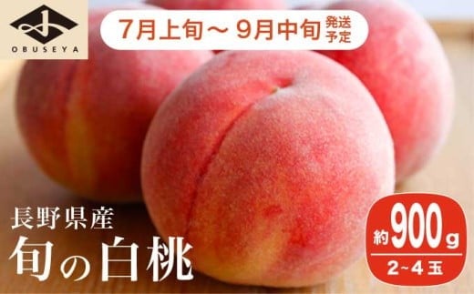 旬の白桃 約900g 2～4玉 ［小布施屋］ 長野県産 白桃 もも モモ フルーツ 果物 長野県産 信州産 クール便 冷蔵便 たまき なつき あかつき 川中島白鳳 川中島白桃など 令和8年産 【2026年7月上旬～9月中旬発送】［A-308］