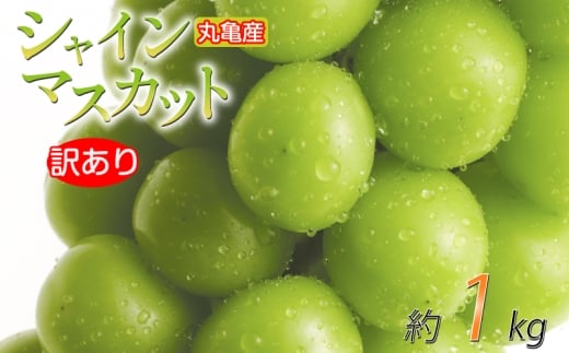 【先行予約】 訳あり シャインマスカット 約1kg 2-3房 種なし 皮ごと 冷蔵 配送 マスカット ぶどう 葡萄 ブドウ フルーツ 果物 くだもの 瀬戸内 果汁 フルーツ 高級 デザート 果実 青果 甘い ビタミンC 食物繊維 ブドウ糖 美肌 季節 国産 ふるさと納税マスカット ふるさと納税ぶどう 香川県 丸亀市