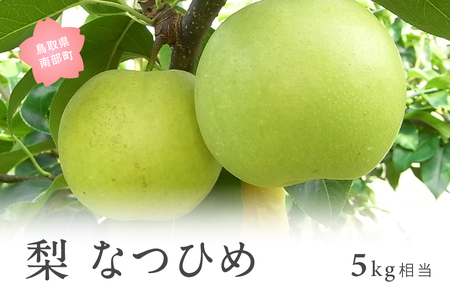 なつひめ [梨]（5kg箱）2026年8月17日～21日出荷出荷予定＜数量限定＞