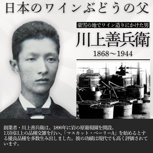 ワイン フェミナリーズ世界ワインコンクール2024 金賞 岩の原ワイン 善 白 1本 720ml 最短3日で発送