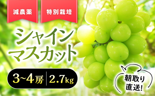 【2025年発送】『特別栽培』自然塾夏 シャインマスカット 約2.7kg 減農薬 先行予約 先行 予約 山梨県産 国産 産地直送 人気 おすすめ 贈答 ギフト お取り寄せ フルーツ 果物 くだもの ぶどう ブドウ 葡萄 新鮮 甘い 皮ごと BM-7