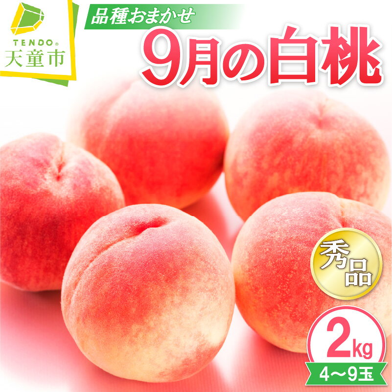 【ふるさと納税】 9月 の 白桃 2kg 品種おまかせ 秀 先行予約 令和8年産 2026年産 もも 桃 硬め ピーチ peach フルーツ 果物 くだもの デザート 夏 旬 冷蔵 ご家庭用 のし 贈答 ギフト プレゼント お取り寄せグルメ 山形 産地直送 今が旬 送料無料 【 山形県 天童市 】