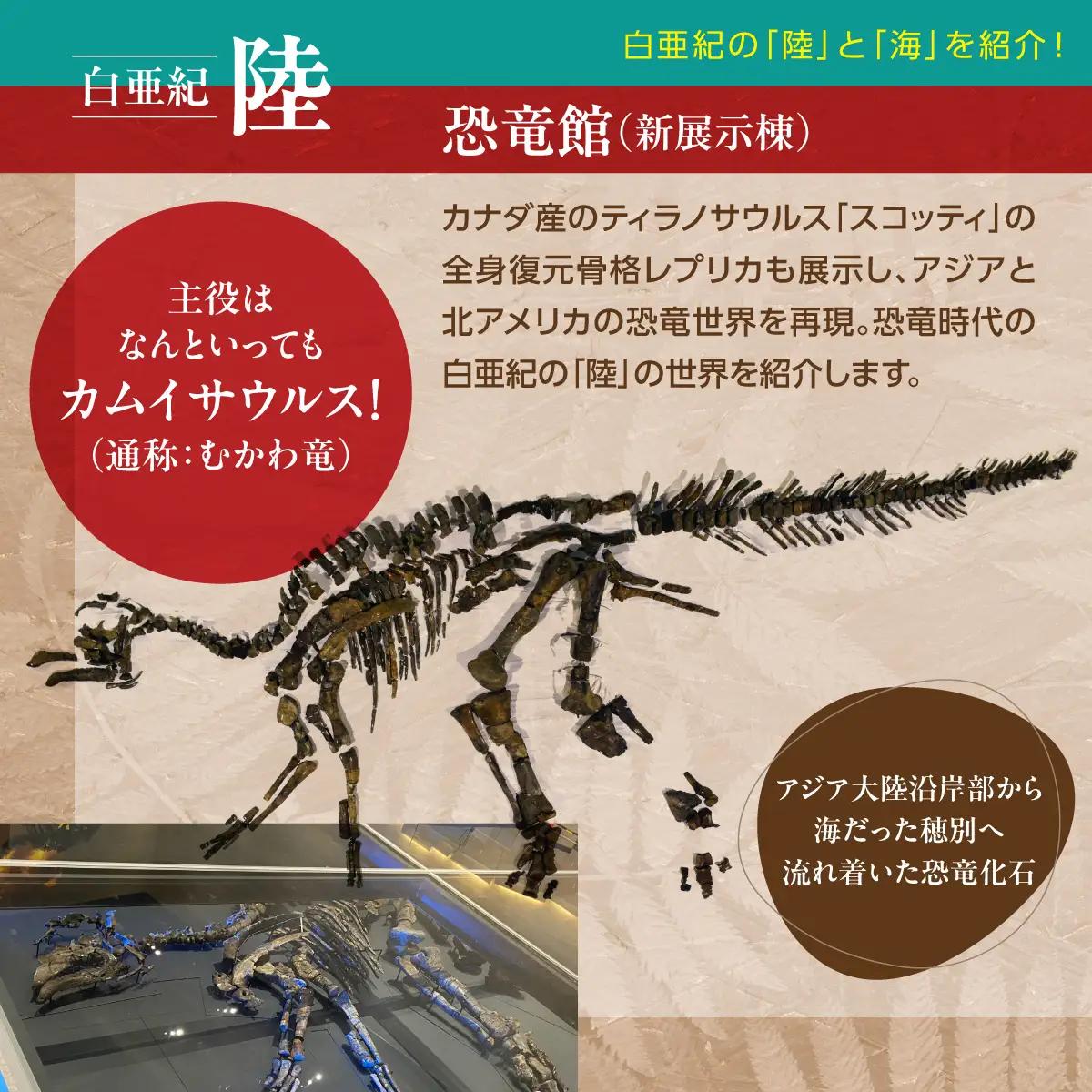 【令和8年4月25日OPEN】恐竜×海洋化石！むかわ町穂別恐竜博物館 共通入館券　大人用２枚セット MKWAM004