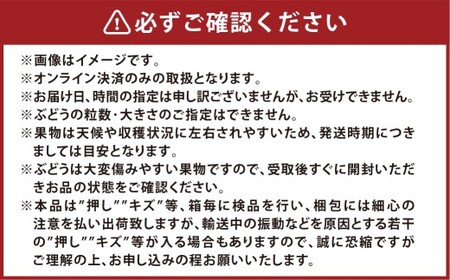 冬ぶどう 紫苑 1房 700g以上 葡萄 ブドウ ぶどう 果物 フルーツ 岡山県 倉敷市【2026年10月下旬～11月下旬まで順次発送予定】