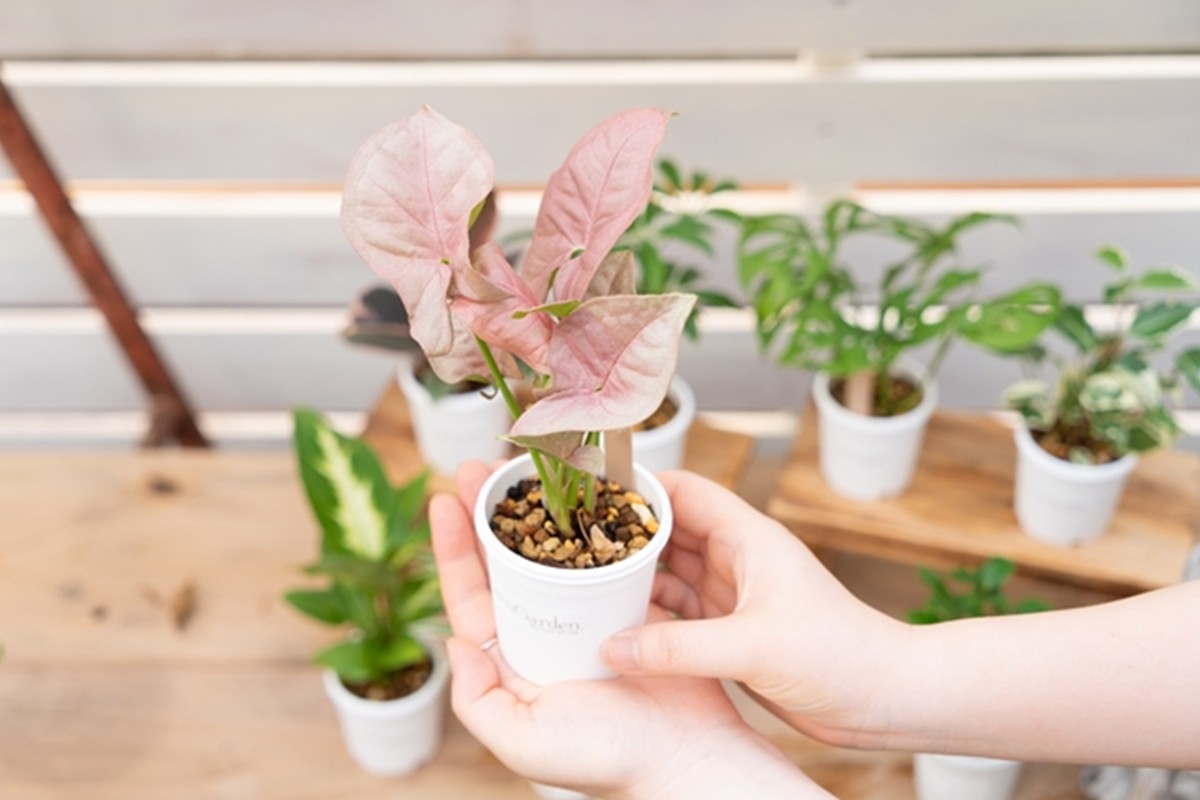 【植物をもっと身近に】京都・京丹後の専門店が厳選！観葉植物5点セット｜癒しと彩りのグリーン便　YE00003
