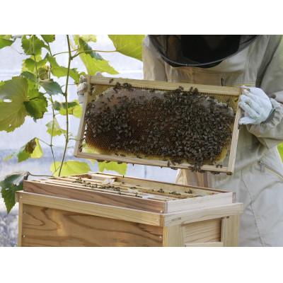 ふるさと納税 小豆島町 『高尾農園のはちみつ畑』春の百花蜜  180g×2本 |  | 02