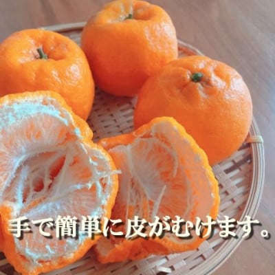 2026年1月出荷開始　爽やかな香り。酸味が少なく甘みの強い「ポンカン」約5kg 【C39−38】【1254540】