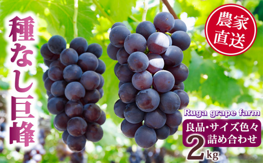 種なし巨峰2kg 良品サイズ色々詰め合わせ｜Ruga grape farm　※2026年9月中旬以降順次発送