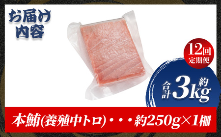 【定期便/計12回】本マグロ中トロ250g（計3kg）【まぐろまぐろまぐろまぐろまぐろまぐろまぐろまぐろまぐろまぐろ】  Woo-0016