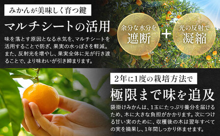 袋掛けみかん 夢味 ときめき 贈答用 熊本県産 約3kg (大or中) 柑橘《2027年1月中旬-2月中旬頃出荷》 みかん フルーツ 果物 3kg 苓北町産 熊本県 苓北町