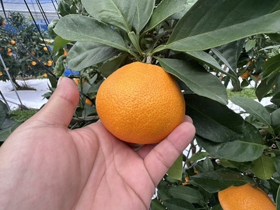 みかん 愛果28号 5kg Sサイズ バラ詰め 紅まどんなと同一品種 農園直送 先行予約 【11月中旬から順次発送予定】 愛媛 数量限定 愛媛県産 人気 柑橘 伊予市｜ B528