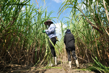 ウージ染め手織りグーシ巾着(AI001)