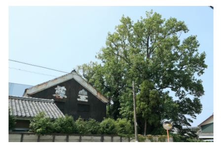 蒲郡みかんのお酒「はるみ」　箱入り・Y052-8