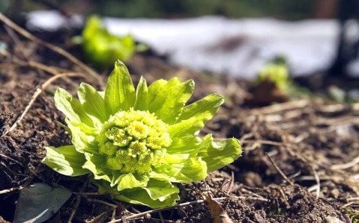 雪解けとともに芽を出し、春の訪れを告げる「ふきのとう」