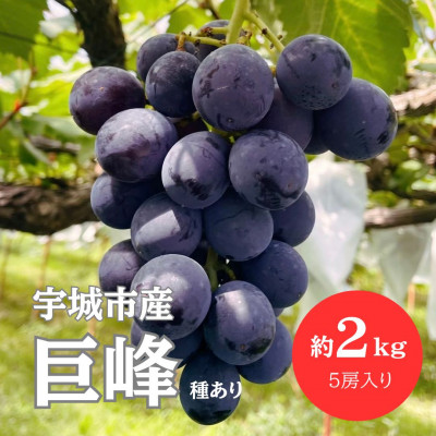 【先行予約】【数量限定】熊本県 宇城市産 巨峰 ぶどう 2kg 【みのだ農園】【配送不可地域：離島】【1429288】