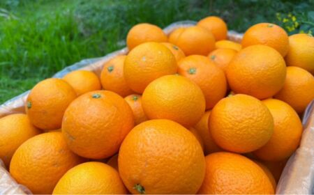 【訳あり】清見オレンジ 約10kg ※離島への配送不可 IKTAU011