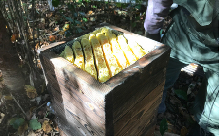 【希少な「生」はちみつ！】五ケ山みつ 和はちみつ（百花蜜） 180g×1個 ＜那珂川養蜂896G＞那珂川市 はちみつ ハチミツ  11000 11000円 [GDH001]