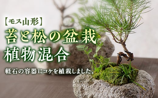
【モス山形】苔と松の盆栽 植物混合（軽石） F2Y-5147
