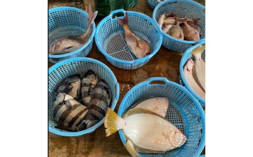 まさに天然鮮魚の宝島。天然ならではの様々な種類の魚が水揚げされています。