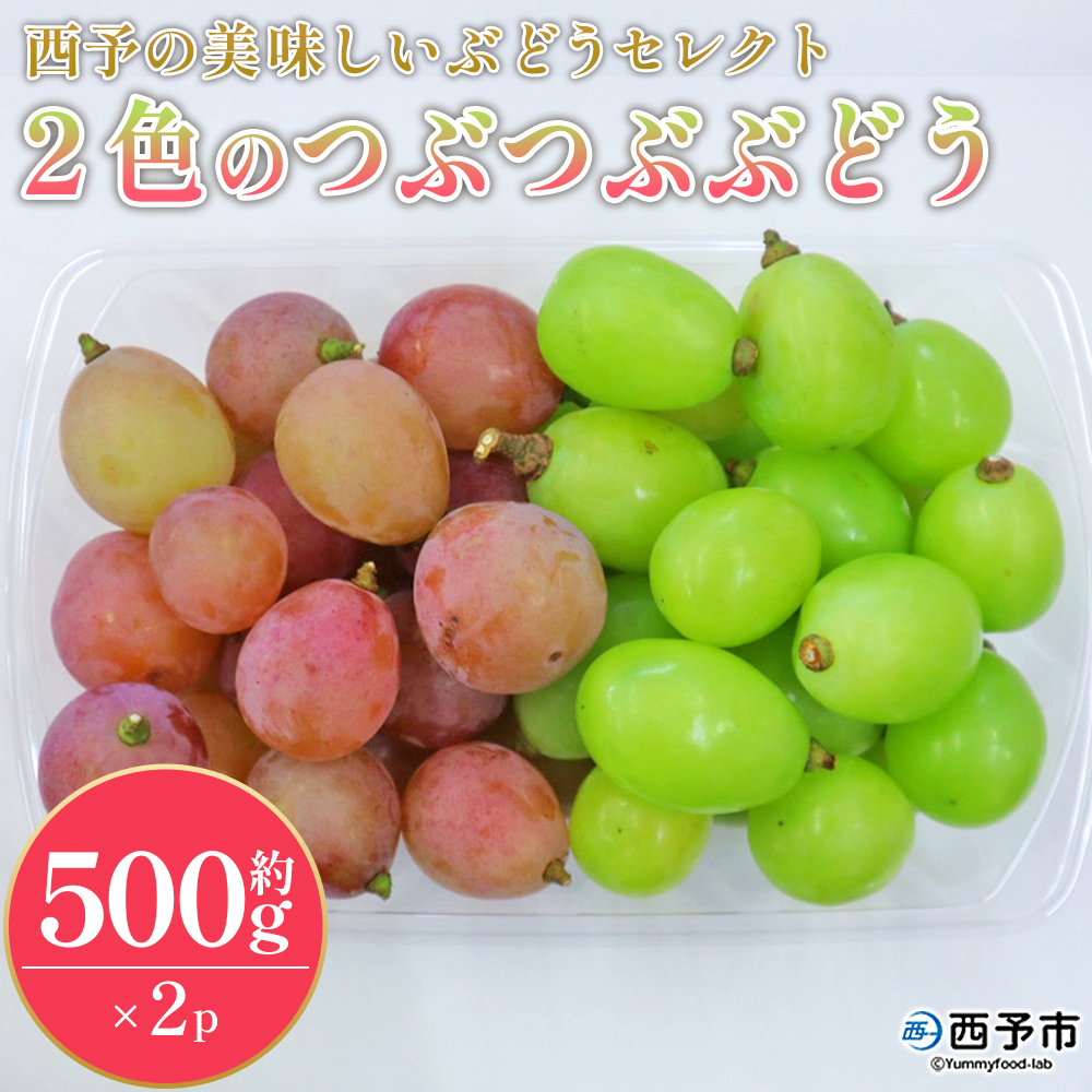 ＜西予の美味しいぶどうセレクトセット／2色のつぶつぶぶどう500g×2p＞ 果物 くだもの フルーツ 葡萄 ブドウ セット 食べ比べ 野菜ソムリエ 食べて応援 特産品 産地直送 西予ぶどう倶楽部 愛媛