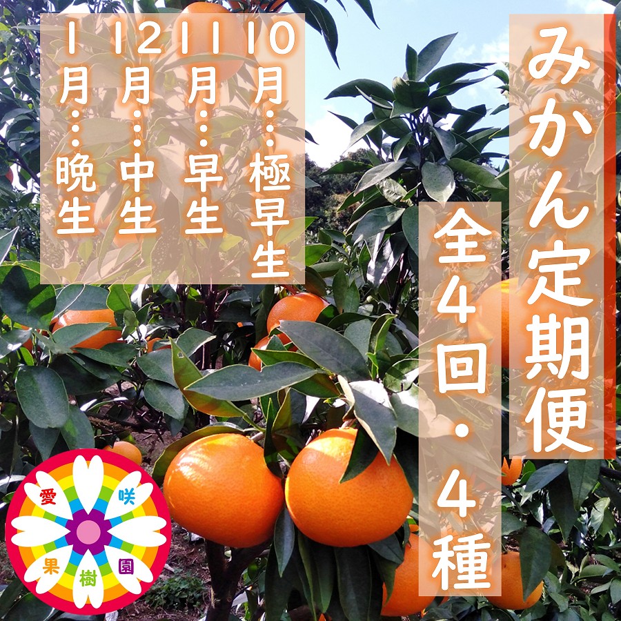 
                  【発送月固定定期便】愛咲果樹園「みかん定期便」(10月～1月)全4回【71-75】YWTS074
                