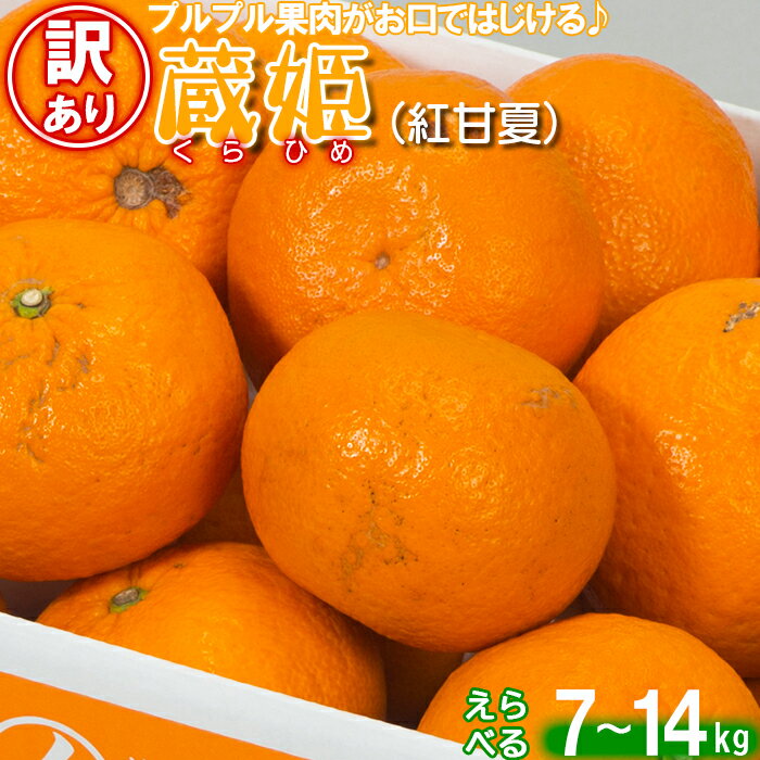 【ふるさと納税】【訳あり・優品】今村農園の蔵姫くらひめ（紅甘夏） 約7〜14kg 先行予約 果物 フルーツ 傷 不揃い＜107-707_7＞